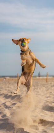 Patido